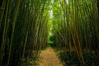 featured image thumbnail for blog Kawayan - Bamboos in Philippines 