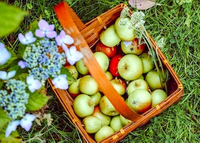 featured image thumbnail for blog Guide to Apple Picking